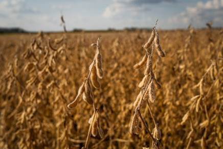 Maranhão: milho e soja representam 90% da agricultura estadual e expectativa é positiva para próximas safras